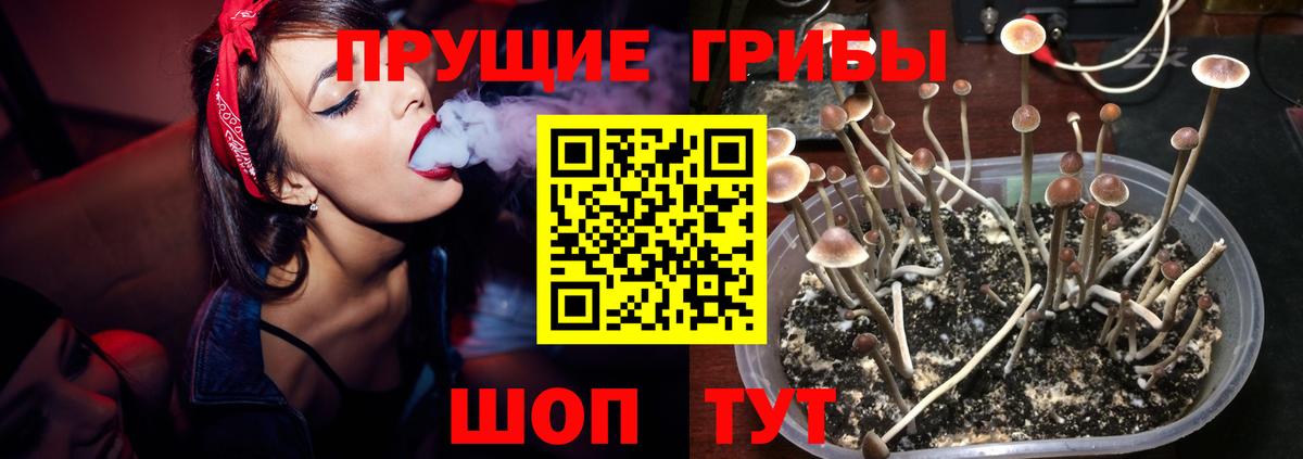 Галлюциногенные грибы Psilocybine cubensis Удомля